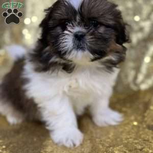 Tasha, Shih Tzu Puppy